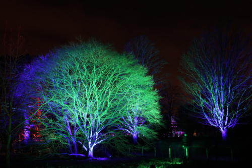 Christmas at Kew