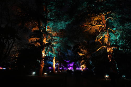 Christmas at Kew