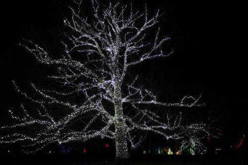 Lichterbaum